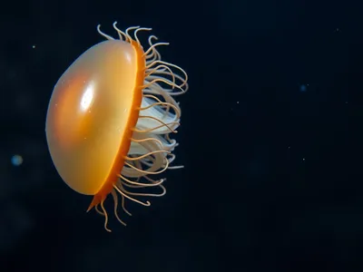 Abyssal Comb Jelly