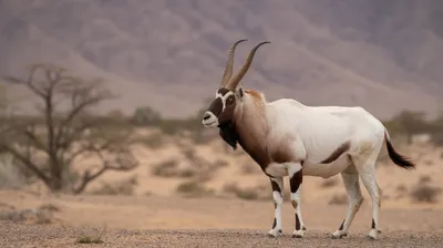 Addax