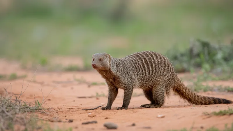 Banded Mongoose