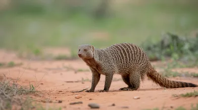 Banded Mongoose