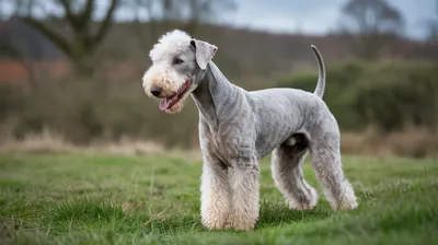 Bedlington Terrier