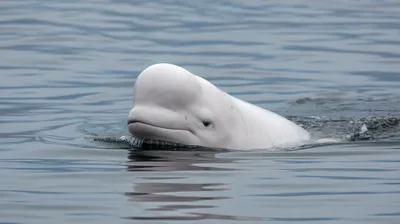 Beluga Whale