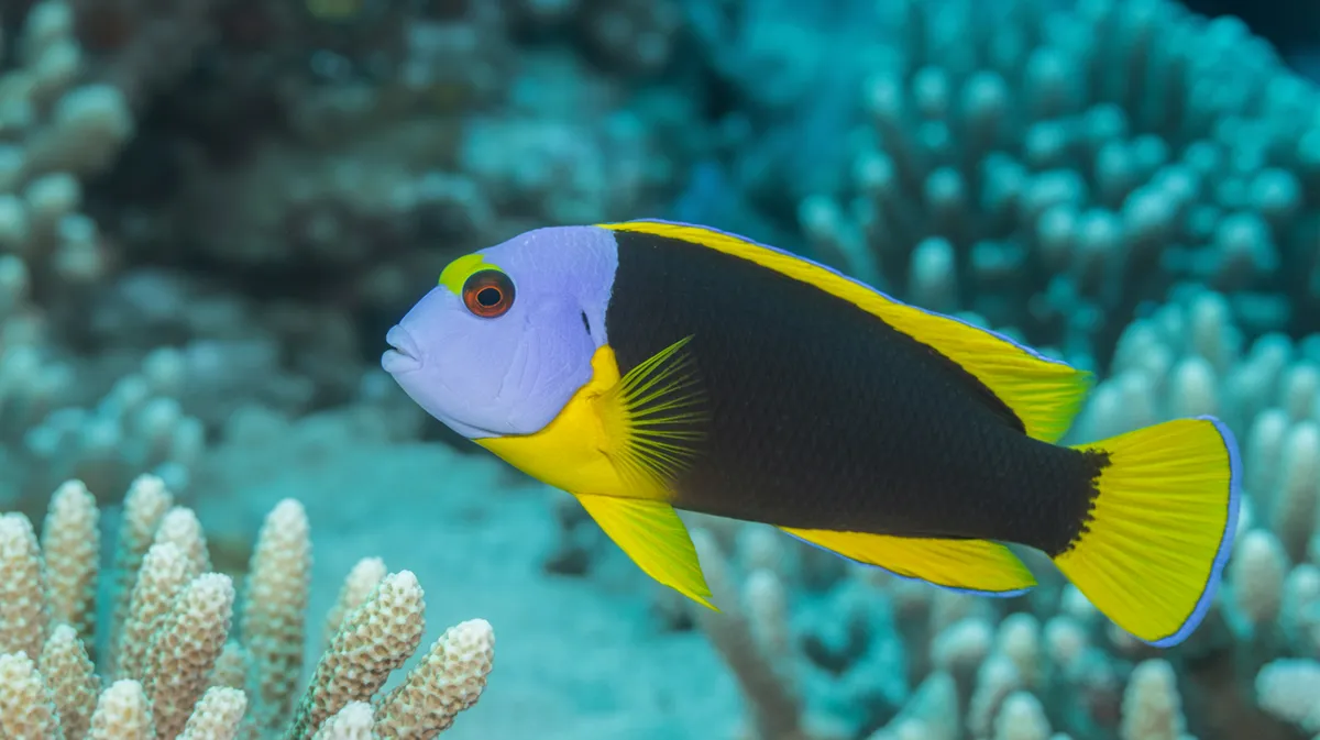 Bicolor Dottyback