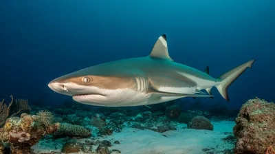 Blacktip Reef Shark