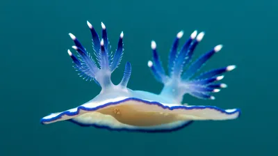 Blue dragon nudibranch