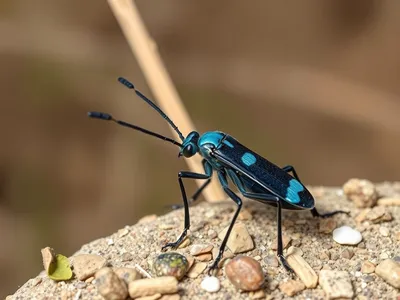 Blue mud dauber
