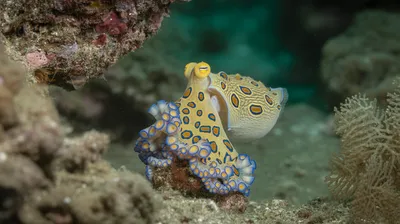 Blue-ringed Octopus