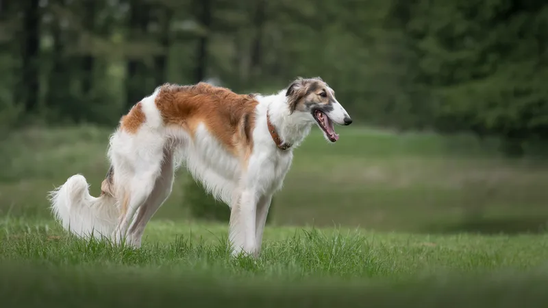 Borzoi