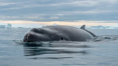 Bowhead Whale