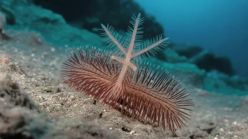 Bristle Worm
