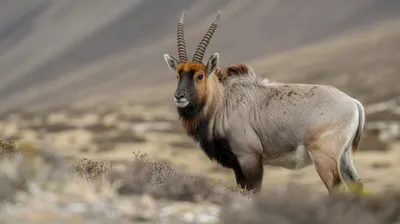 Chiru (Tibetan Antelope)