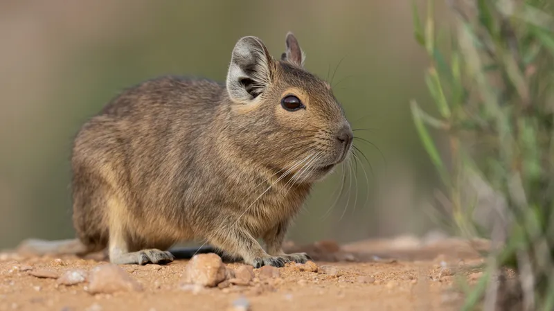 Common Degu