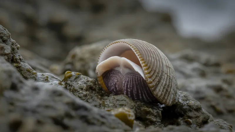 Common Limpet