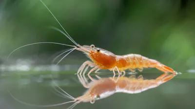 Fairy Shrimp