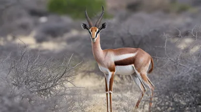 Gerenuk