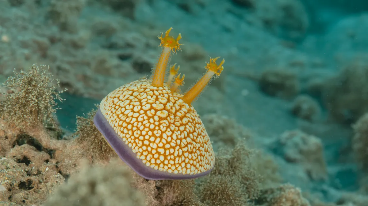 Golden star tunicate