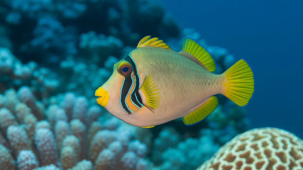 Harlequin Filefish