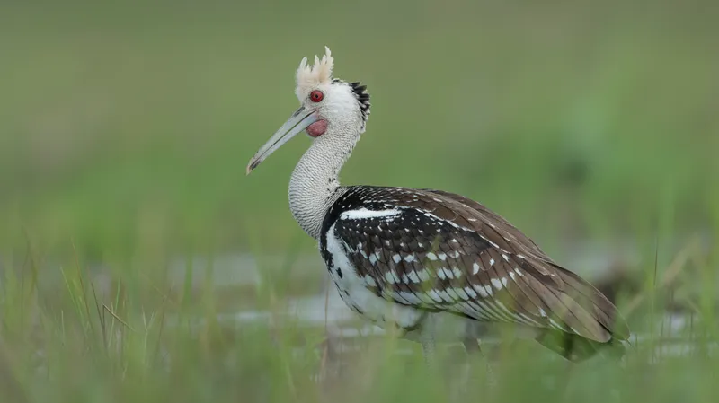 Horned screamer