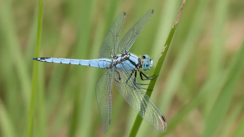 Little Blue Dragon