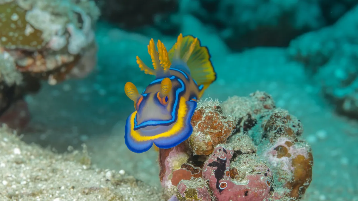 Mandarinfish Nudibranch