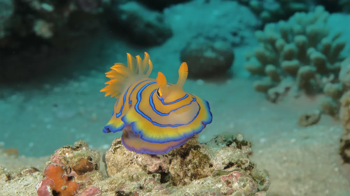 Mandarinfish Sea Slug