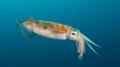 Oceanic Squid