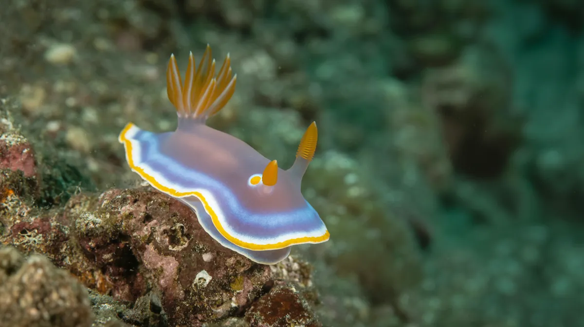 Opaleye Nudibranch