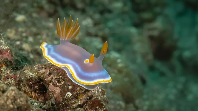 Opaleye Nudibranch