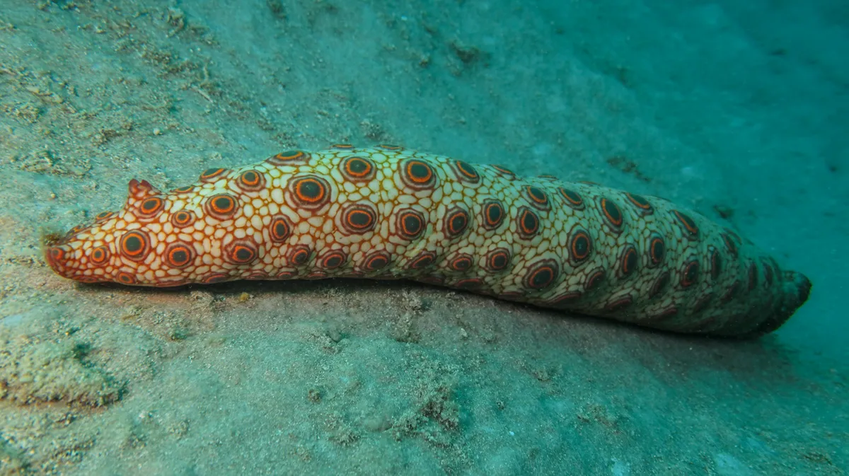 Orange Spotted Sea Cucumber