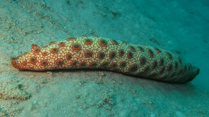 Orange Spotted Sea Cucumber