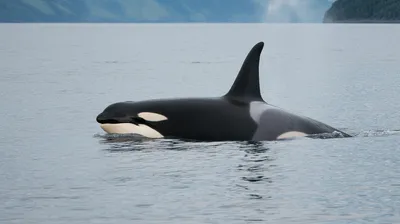 Orca (Killer Whale)