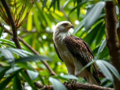 Philippine Eagle