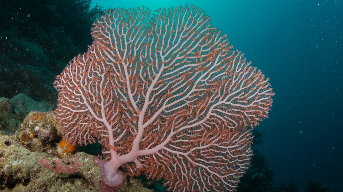 Pink Sea Fan