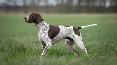 Pointer (English)