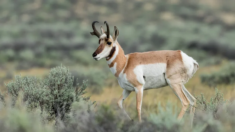 Pronghorn