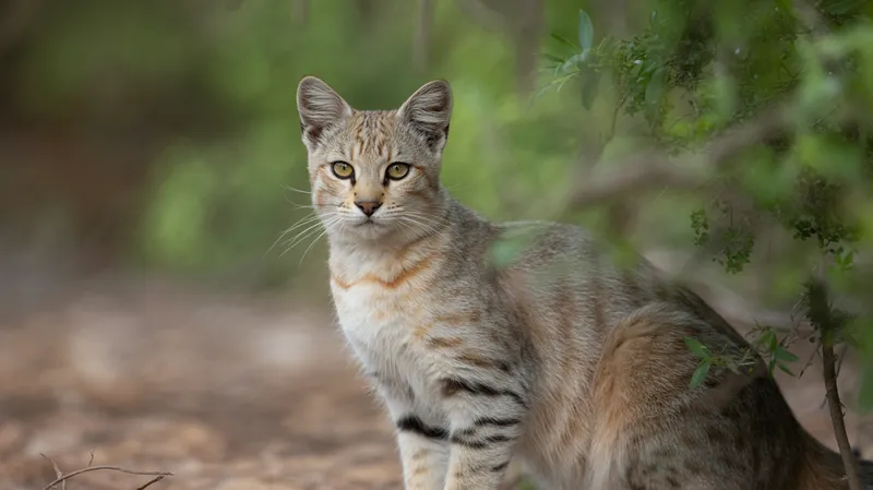 Raas Cat