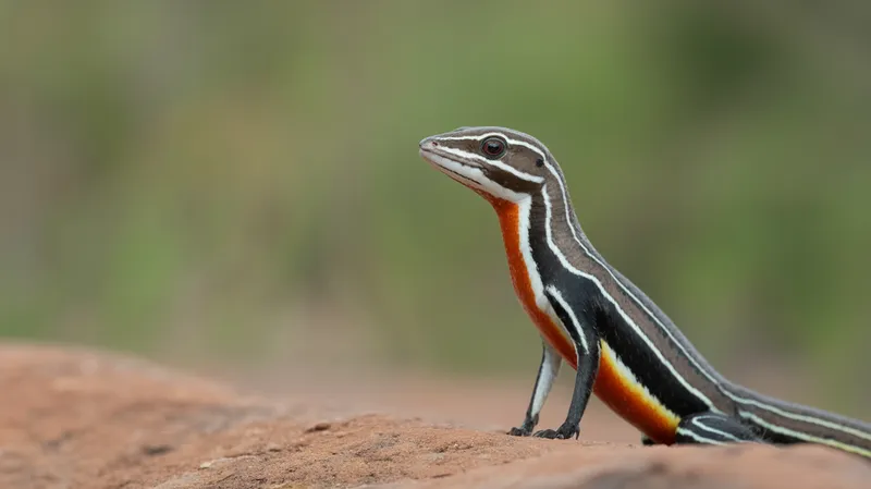 Rainbow Whiptail