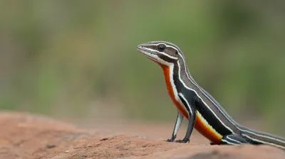 Rainbow Whiptail