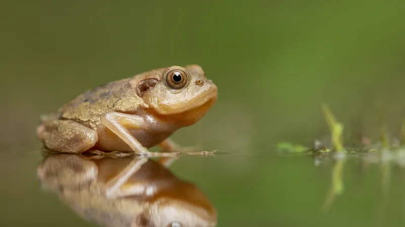Spring Peeper