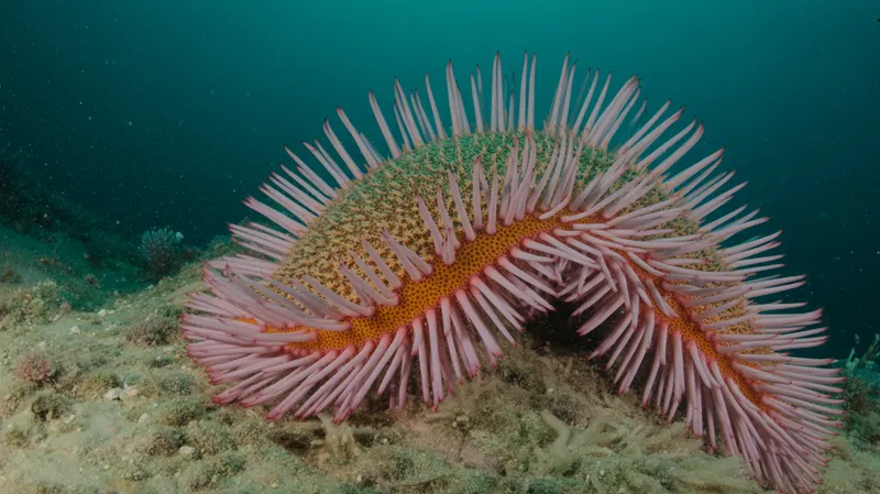 Sunflower Sea Star