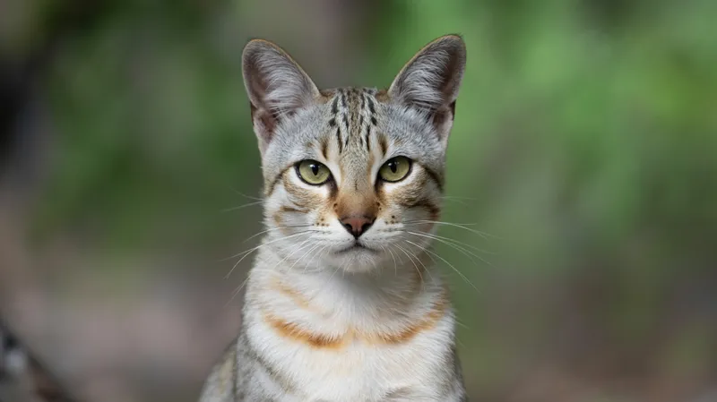 Thai Cat