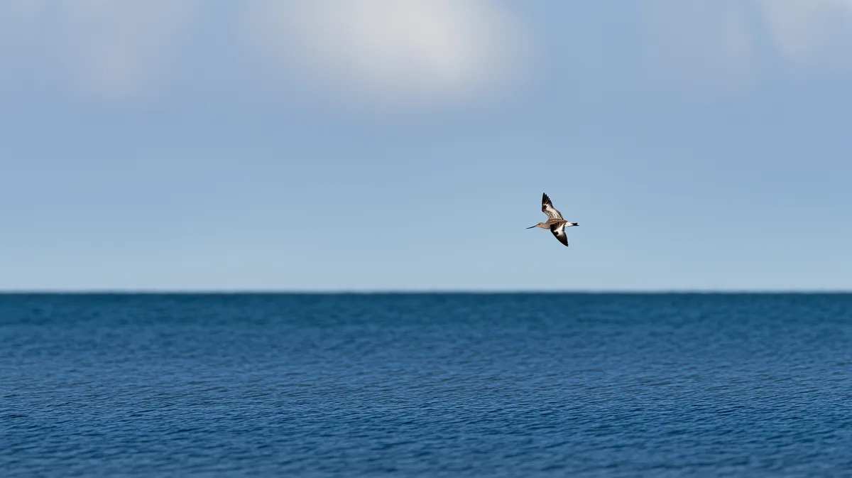 A godwit flying over the open ocean