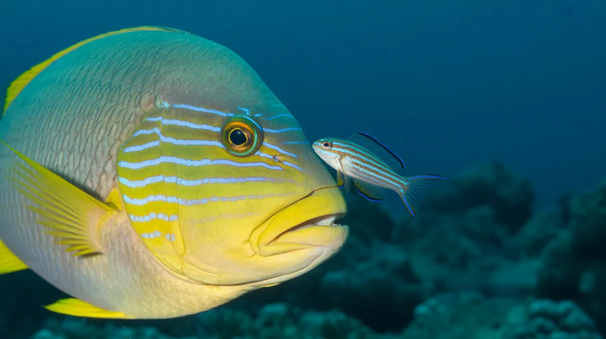 A cleaner wrasse cleaning a large fish