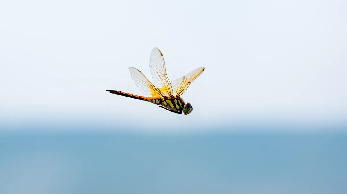 A globe skimmer dragonfly in flight