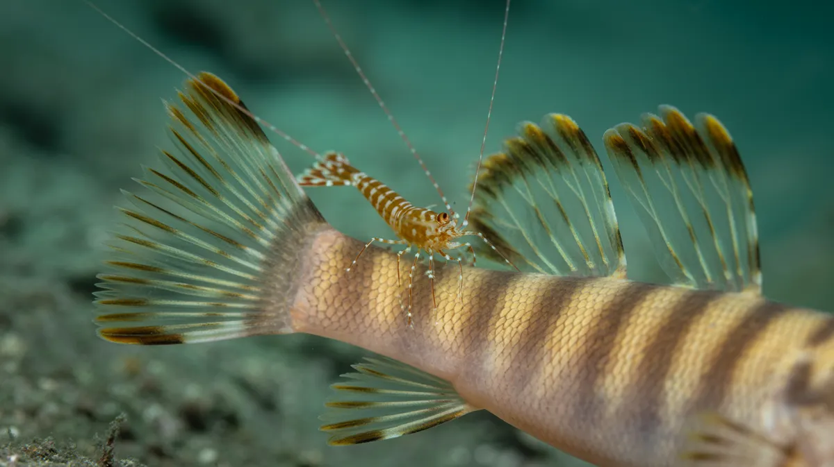 A shrimp's antenna touching a goby's tail