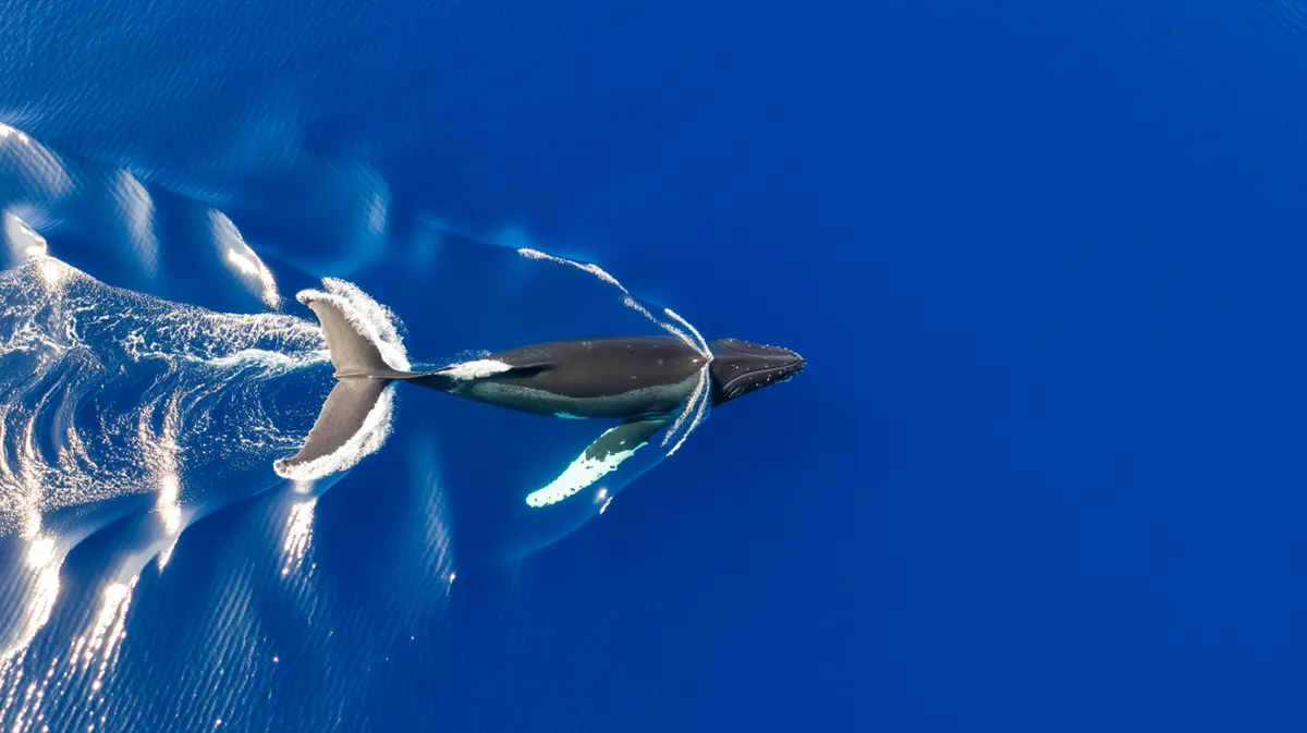 A humpback whale crossing the open ocean