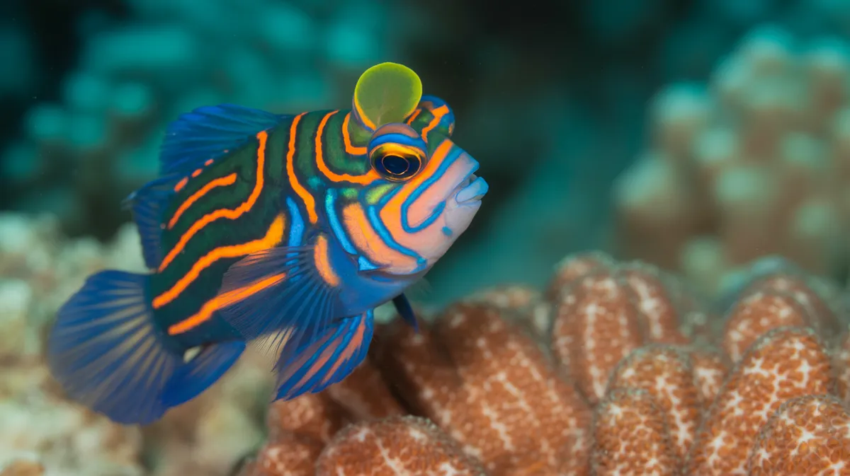 A close-up of a mandarinfish