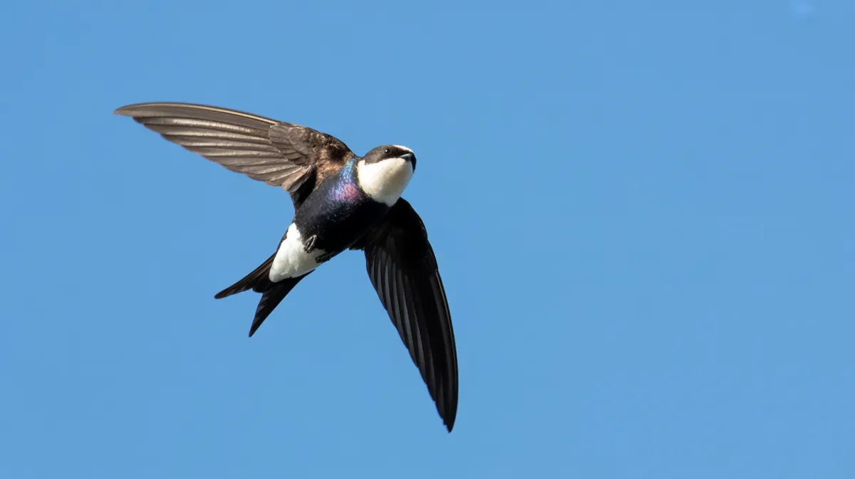 A needletail swift in flight