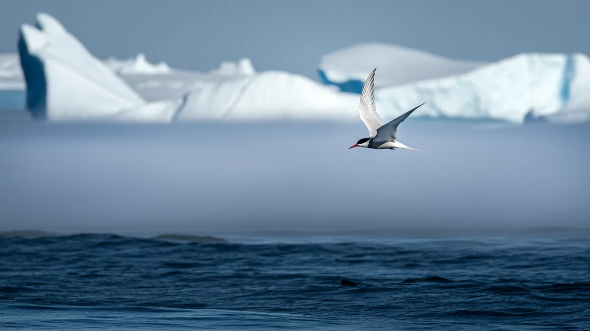 An Arctic tern over an icy sea
