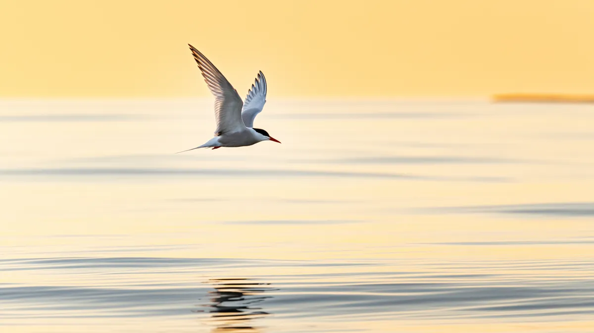 An Arctic tern in the midnight sun